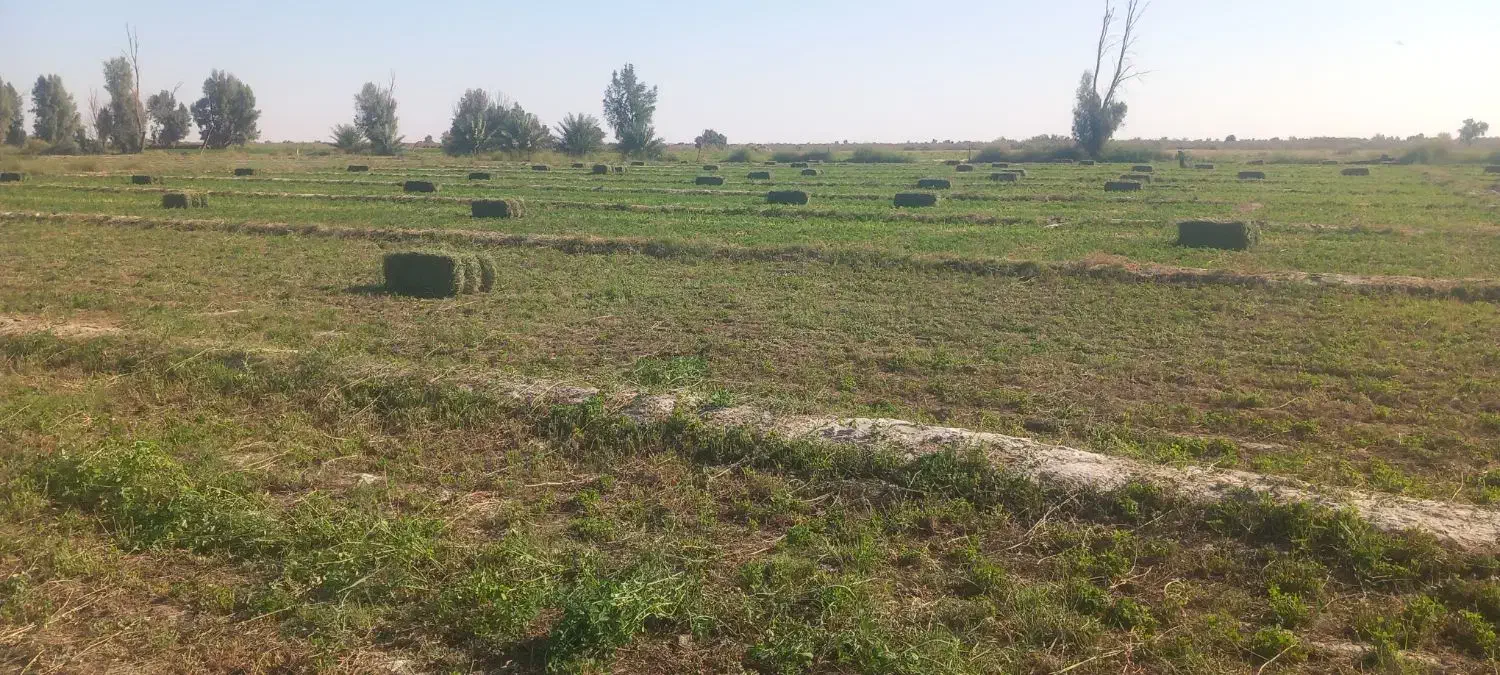 یونجه پرس|عمدهفروشی|قلعه گنج, |دیوار