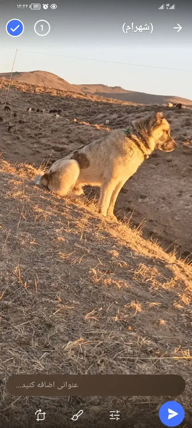 سگ گله4سال|سگ|بستان آباد, |دیوار