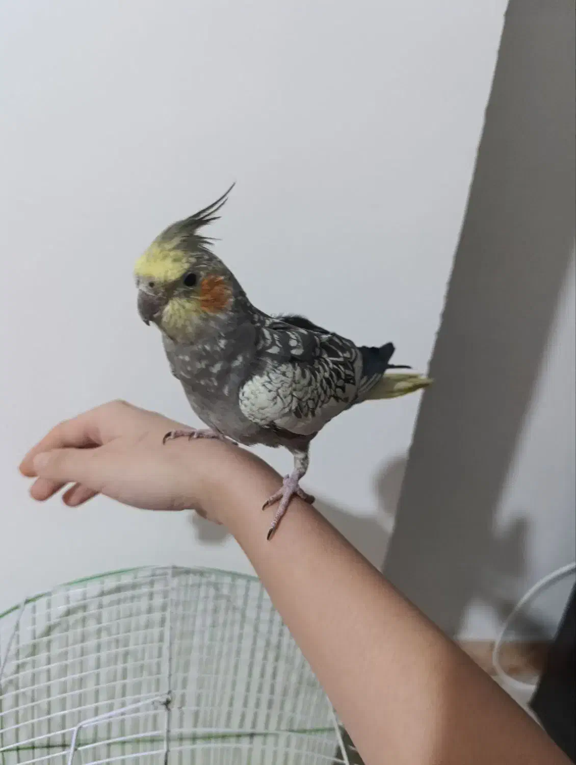 یک عدد عروس هلندی دستی رام بازی کوش|پرنده|قدس, شهرقدس|دیوار