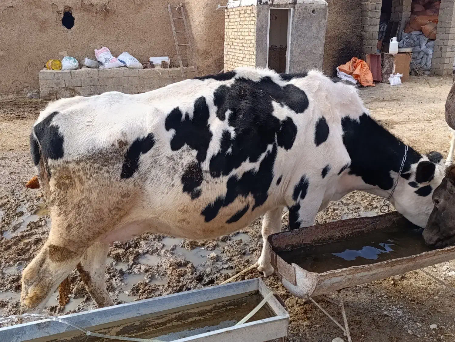 یک عدد گاو هلشتاین پر شیر 3ماه آبستن|حیوانات مزرعه|شادیان, |دیوار