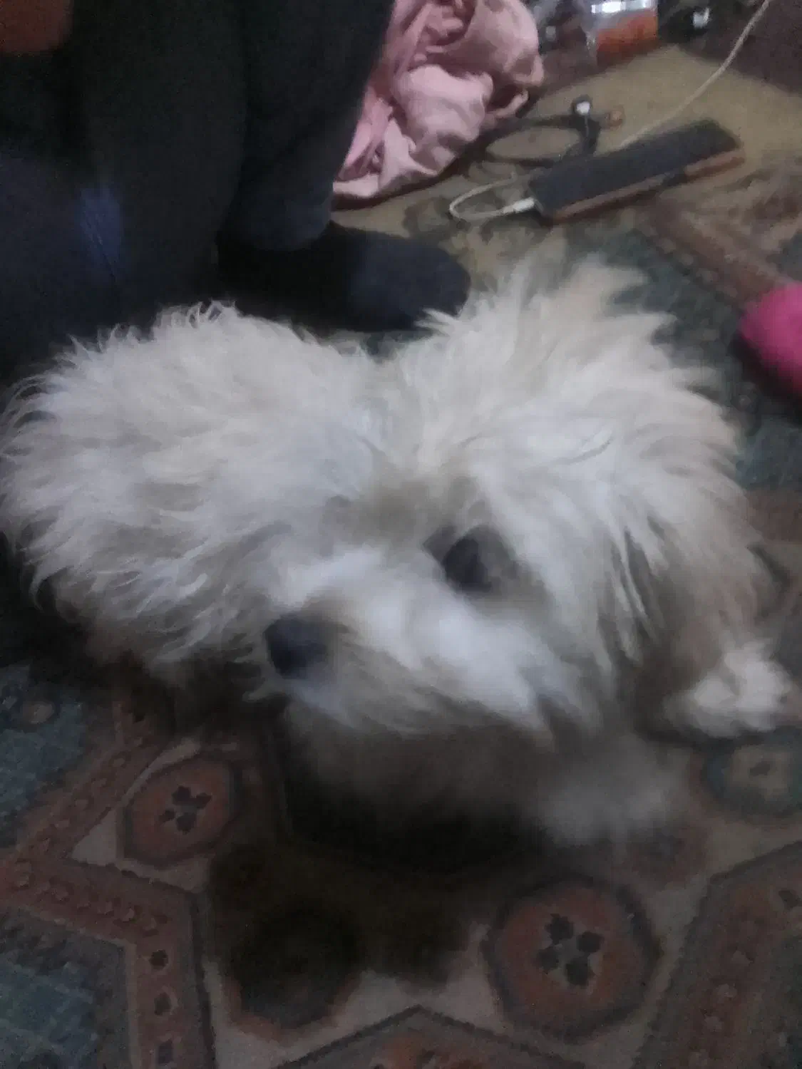 سگ شیتزونروماده 3ماهشپرشده|سگ|نجف‌آباد, امیرآباد|دیوار