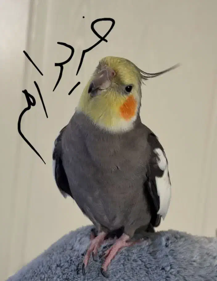 عروس سخنگو|حیوانات|مرند, |دیوار