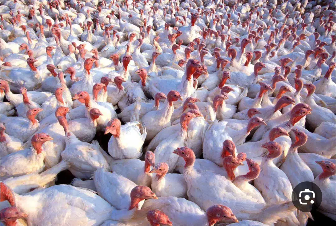 بوقلمون بیوتی 6|حیوانات مزرعه|آباده, |دیوار