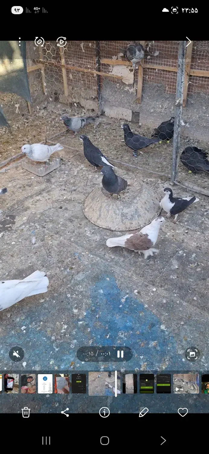 کبوترپشت صید|پرنده|کاشمر, |دیوار