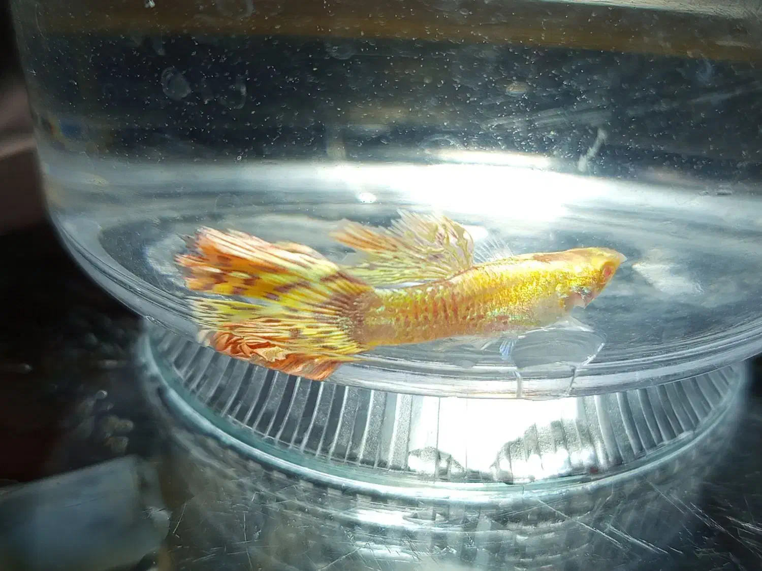 ماهی،گوپی،آکواریوم،لوازم آکواریوم،حلزون|ماهی|مهاجران, |دیوار