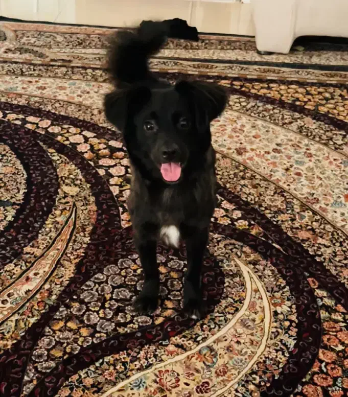 سگ اشپیتز|سگ|گرگان, |دیوار