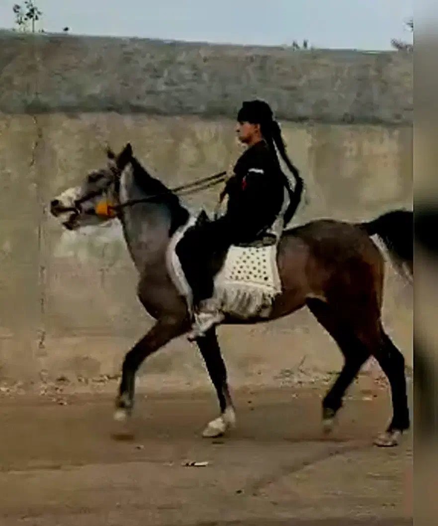 اسب کرد|اسب و تجهیزات اسب‌سواری|کازرون, |دیوار