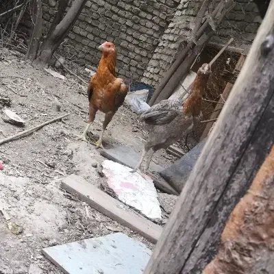 مرغ لاری فروشی|حیوانات مزرعه|گالیکش, |دیوار