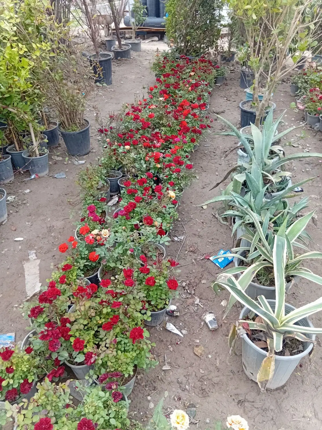 نهال های و گل های تزئینی|گل و گیاه طبیعی|تهران, حصار بوعلی|دیوار