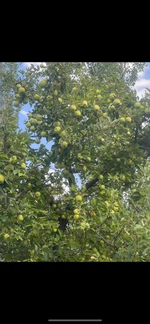 سربیژن نزدیک جاده کرمان جیرفت|فروش زمین و ملک کلنگی|جیرفت, |دیوار