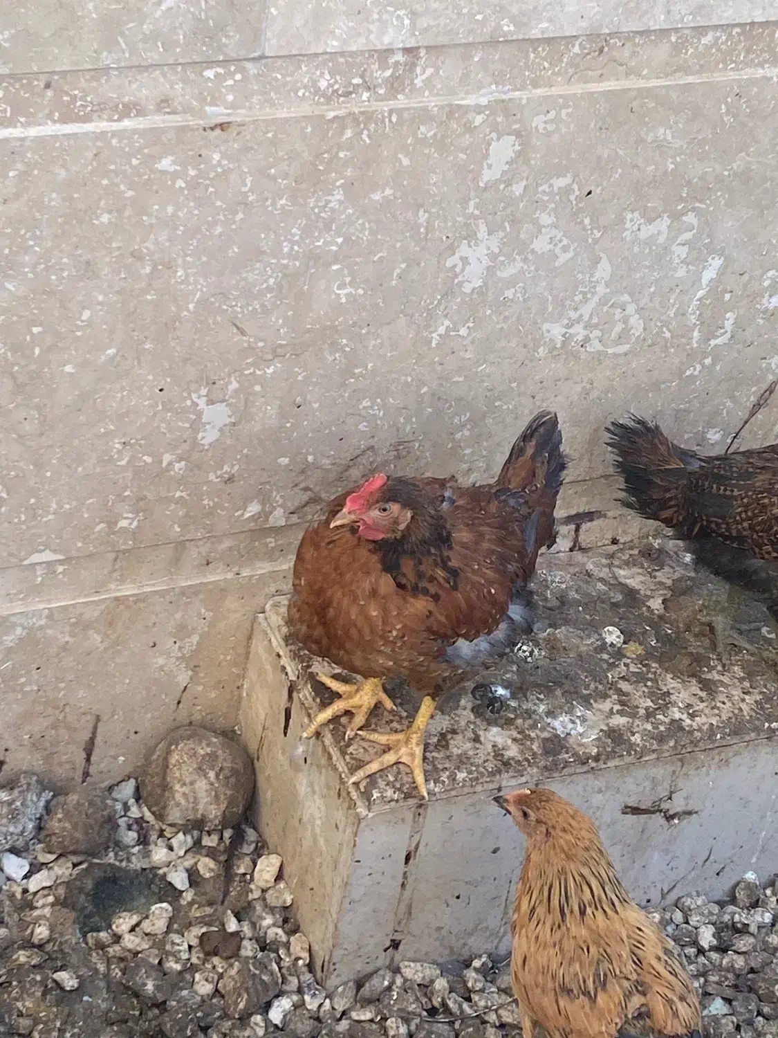 فروش مرغ و خروس نیمچه|حیوانات مزرعه|چالوس, |دیوار