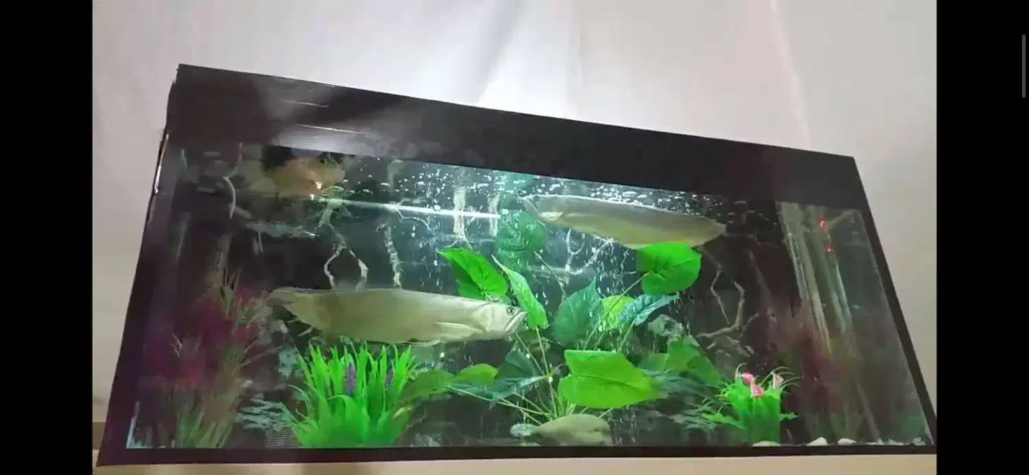 تانک آکواریوم|ماهی|دشتابی, |دیوار