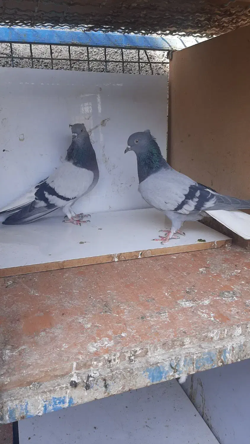 سبز کاکلی دم سفید|پرنده|اسلام‌شهر, ترشنبه|دیوار