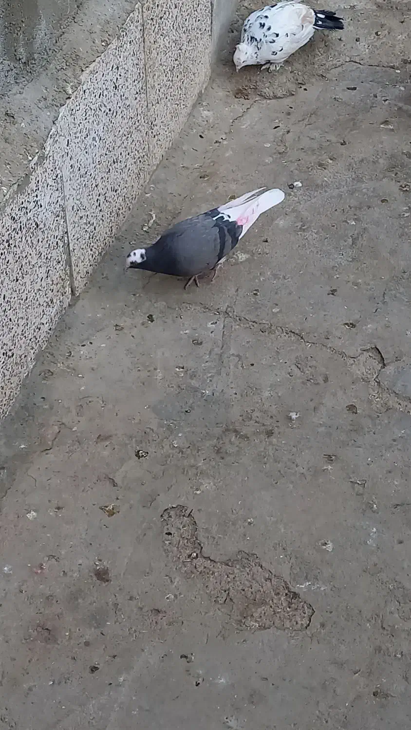 کبوترفروشی|پرنده|بسطام, |دیوار