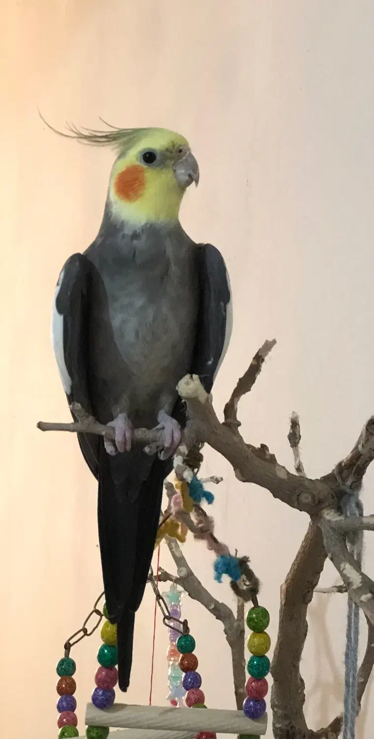 عروس هلندی گمشده|پرنده|مشهد, نیزه|دیوار