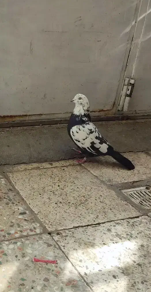 کبوتر پر|پرنده|شهرکرد, |دیوار