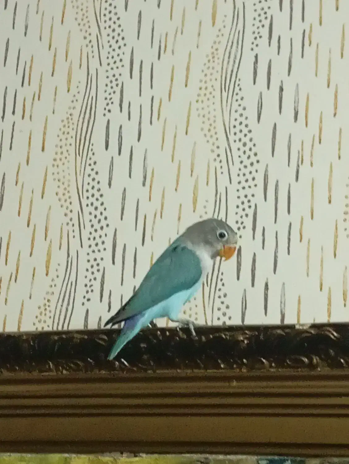 طوطی کوتوله|پرنده|مشهد, سیلو|دیوار