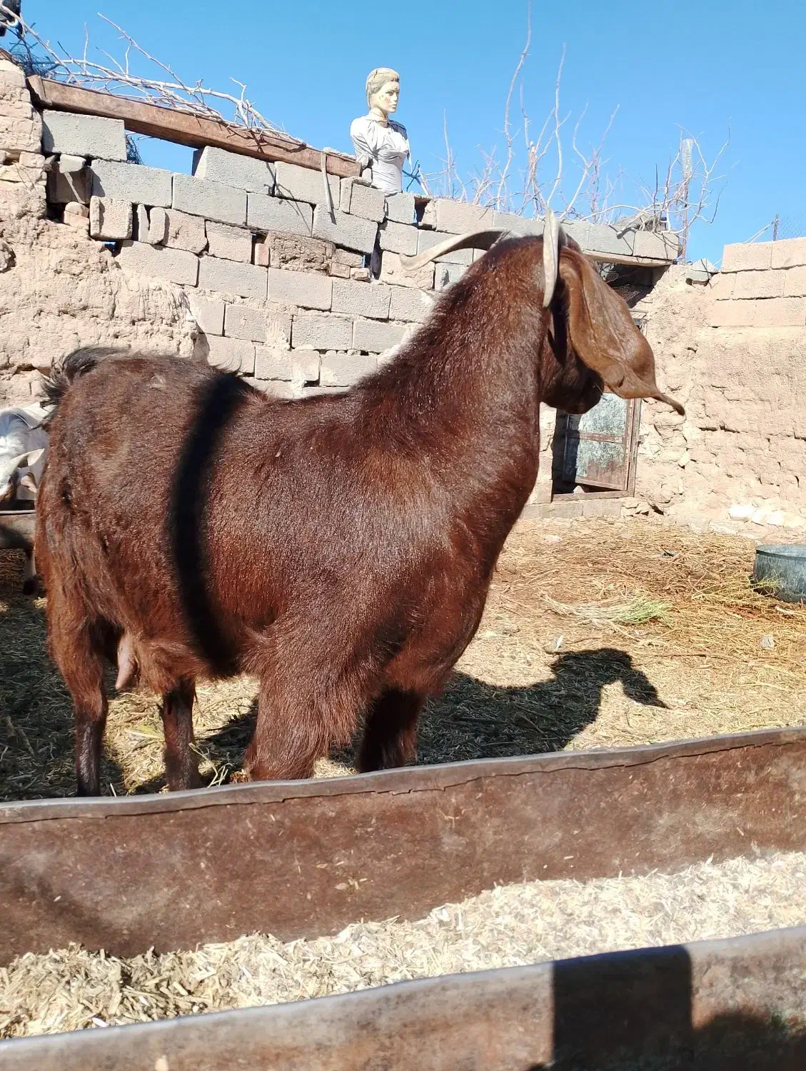 بزجوان|حیوانات مزرعه|سرایان, |دیوار