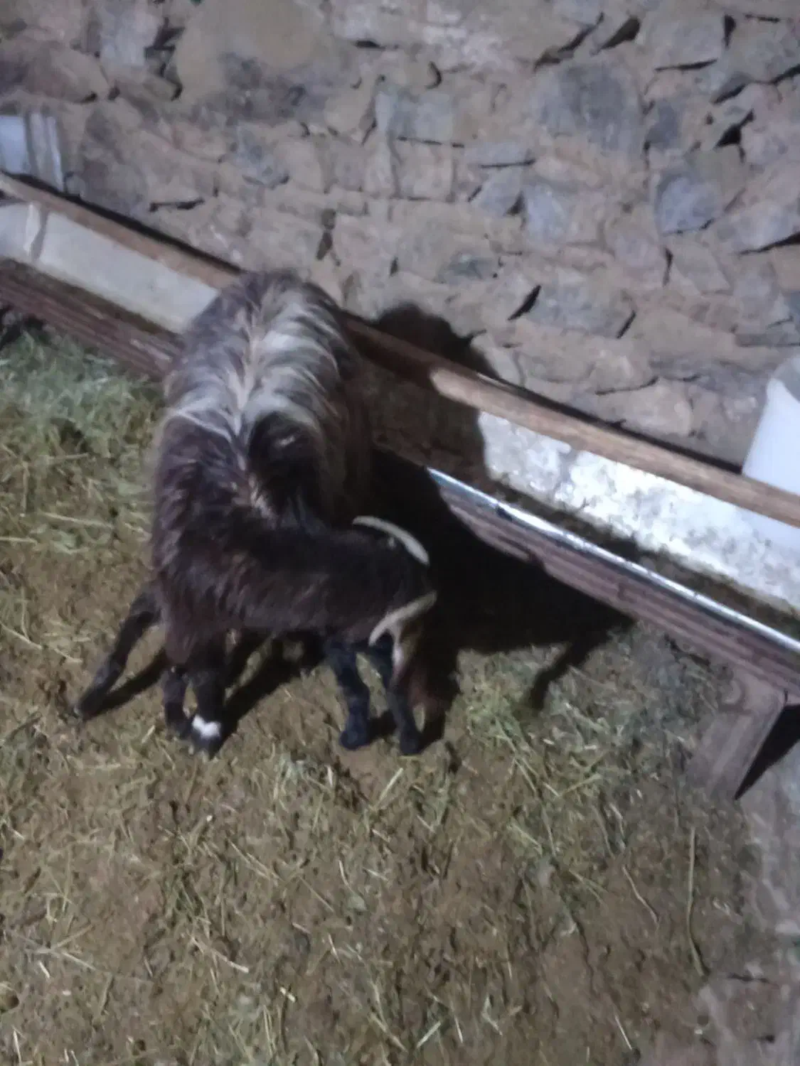 140000000|حیوانات مزرعه|شاخنات, |دیوار