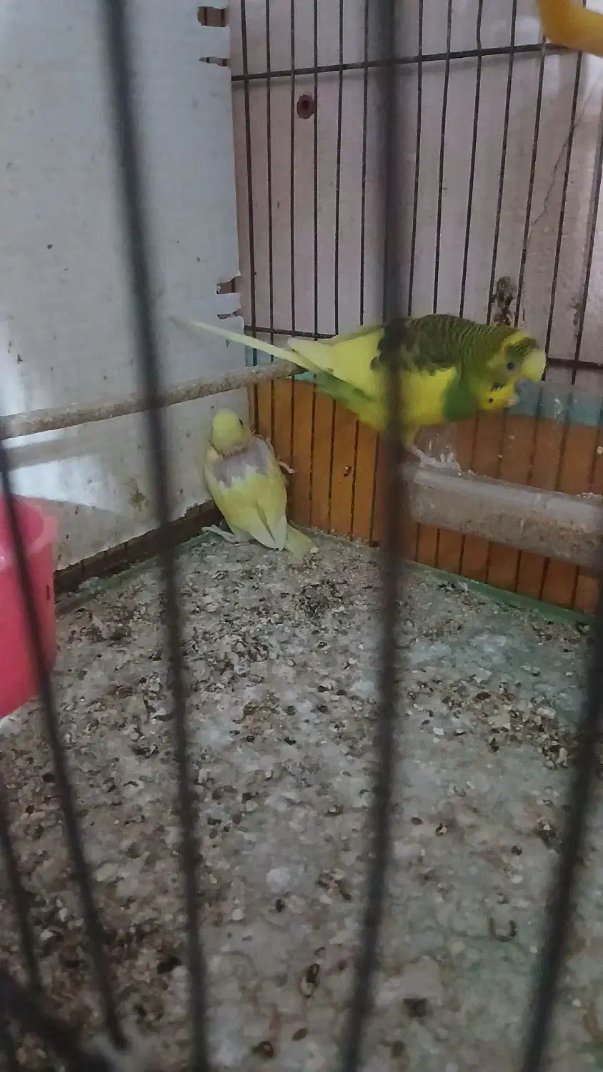 فروش یکجفت مرغ عشق مولد باچهارتا جوجه تازه دونخور|پرنده|ساری, |دیوار