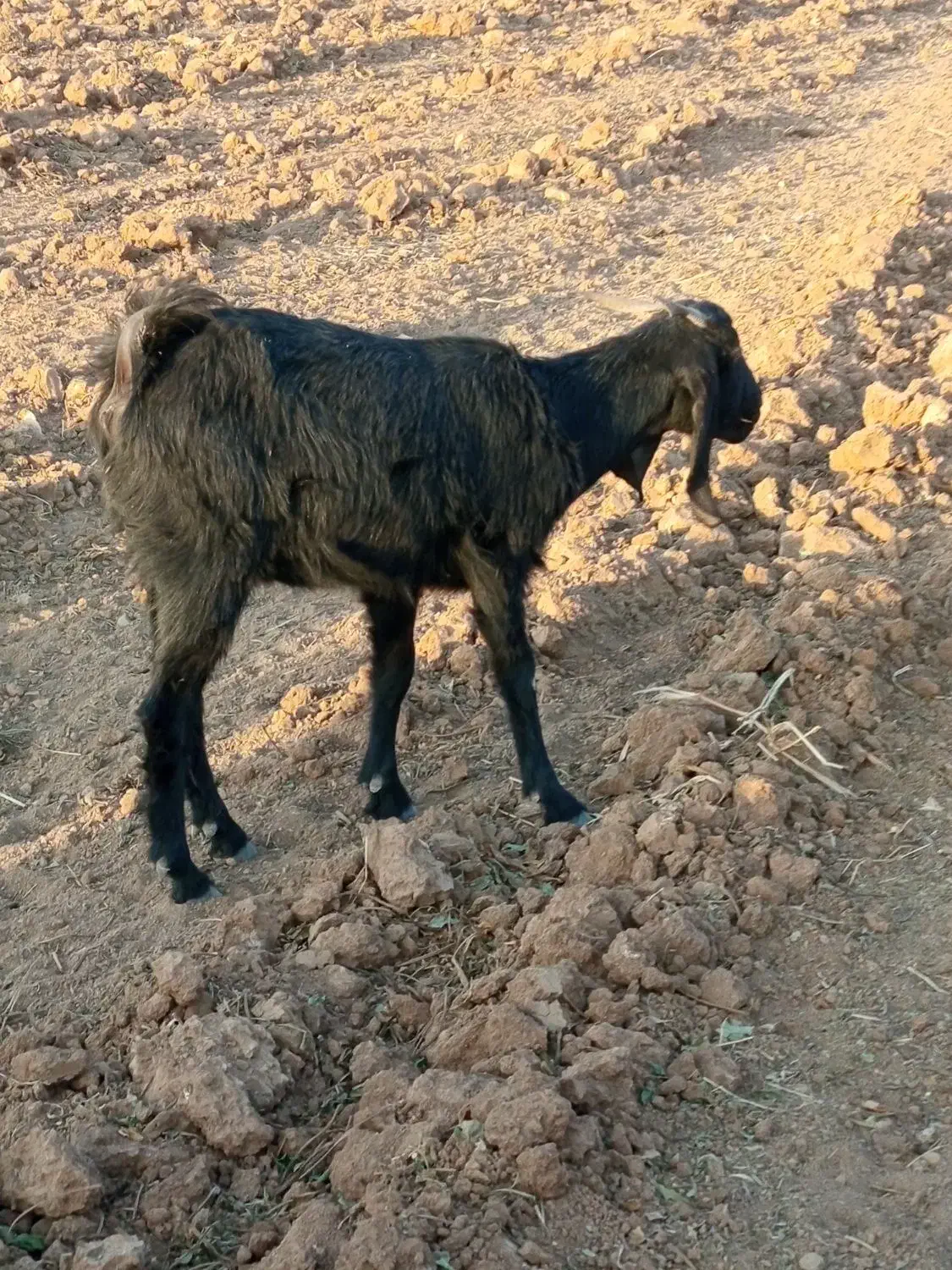 بز ترکی مخصوص داشت|حیوانات مزرعه|سده (فارس), |دیوار