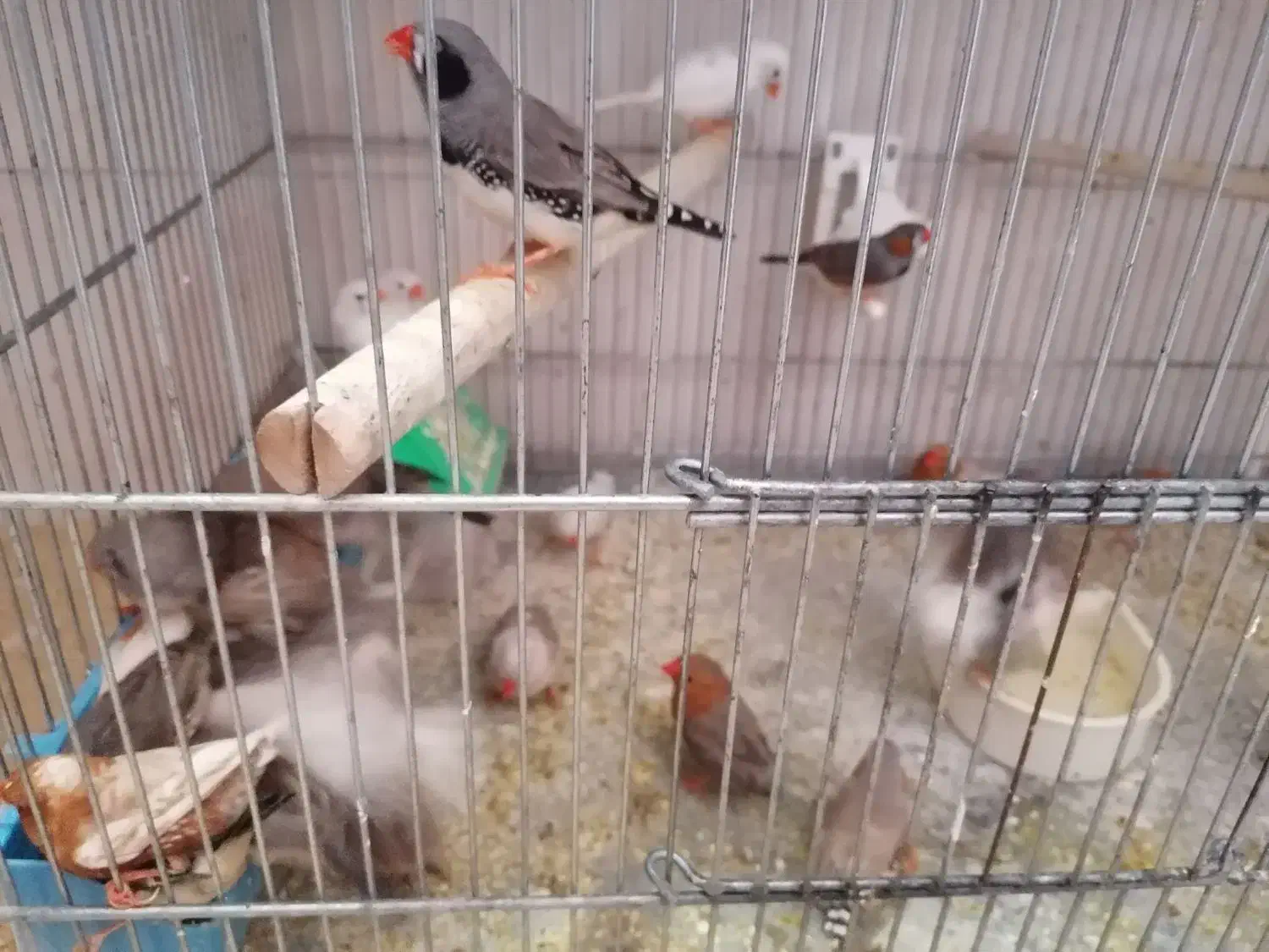 فنچ معاوضه با سهره|پرنده|شاهینشهر, الهیه|دیوار