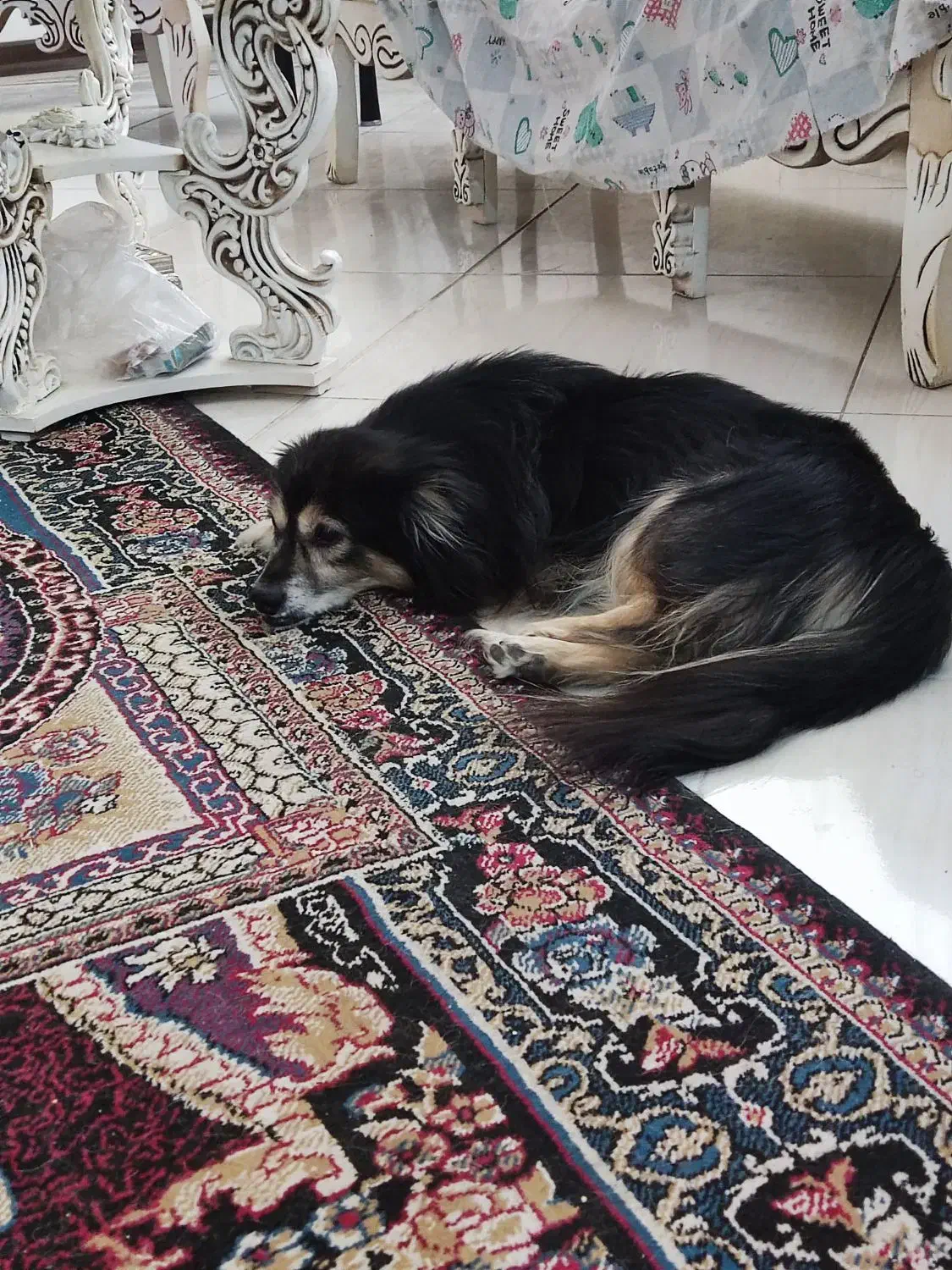 سگ پامر|سگ|برخوار, |دیوار