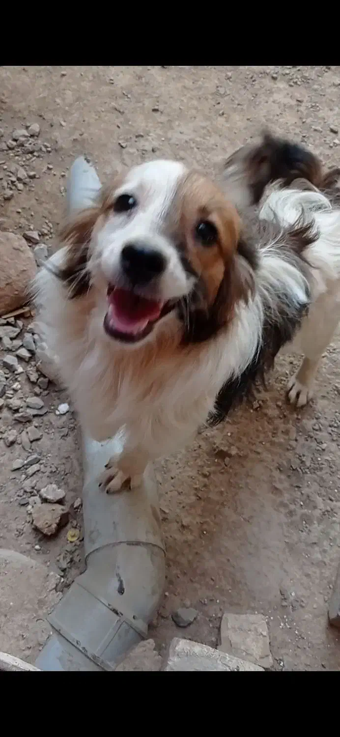 معاوضه با عروس هلندی|سگ|خمینی‌شهر, |دیوار