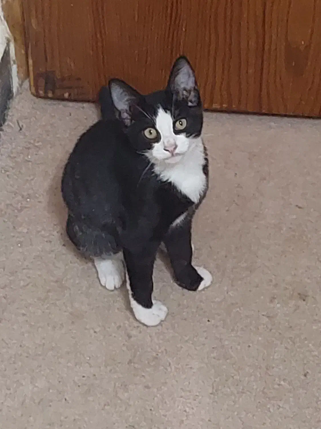 گربه|گربه|لاهیجان, پردسر|دیوار