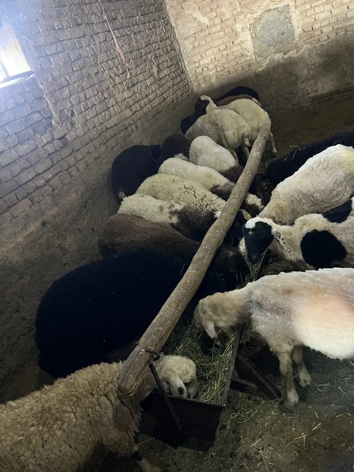 بره نر|حیوانات مزرعه|گلپایگان, |دیوار