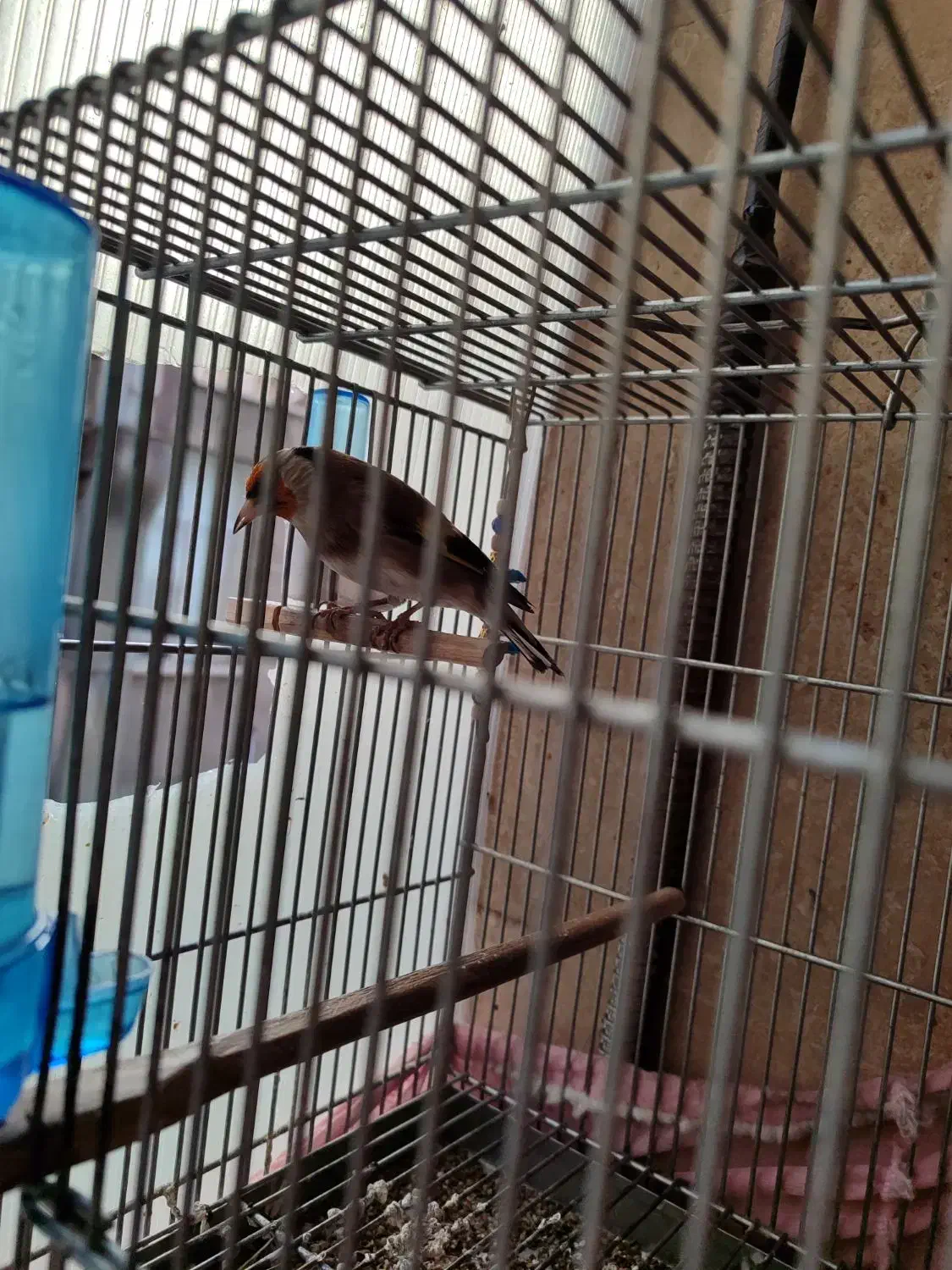 سهره|پرنده|تهران, امام زاده عبدالله|دیوار