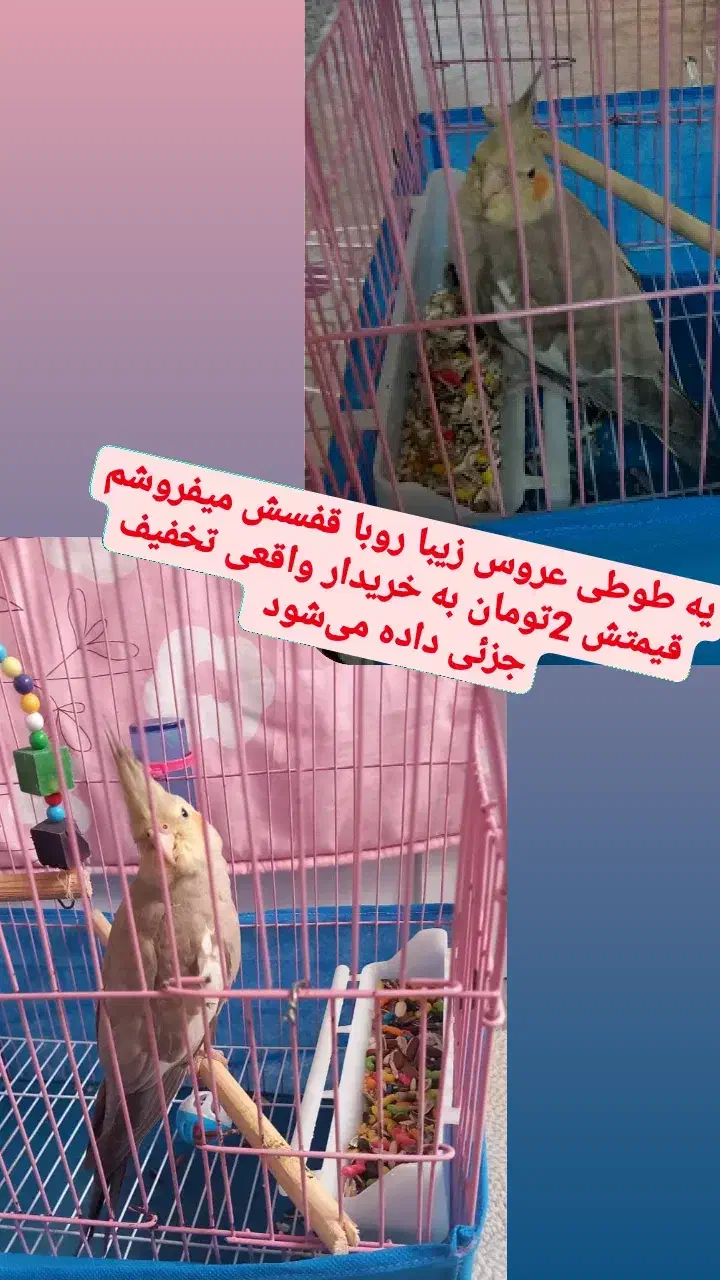 طوطی عروس هلندی نر|پرنده|لولمان, |دیوار