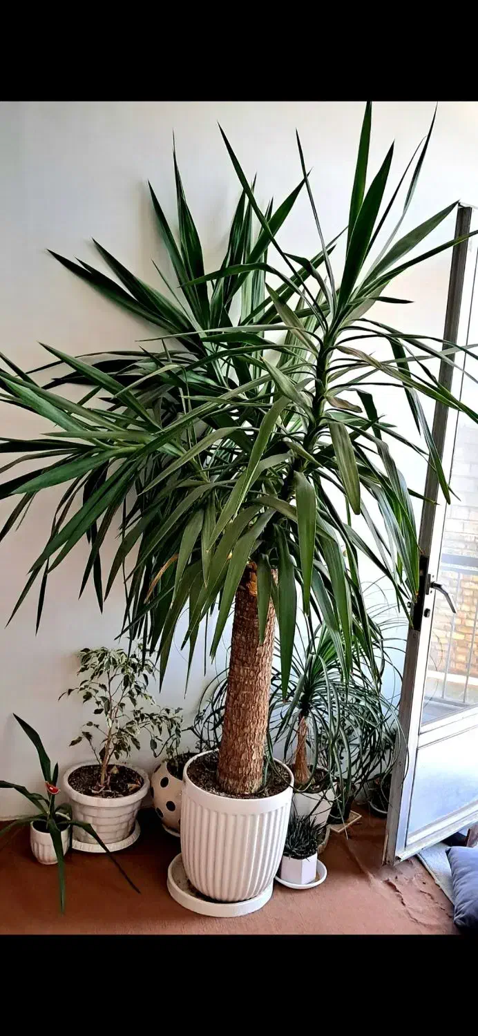 گل یوکا|گل و گیاه طبیعی|زنجان, |دیوار