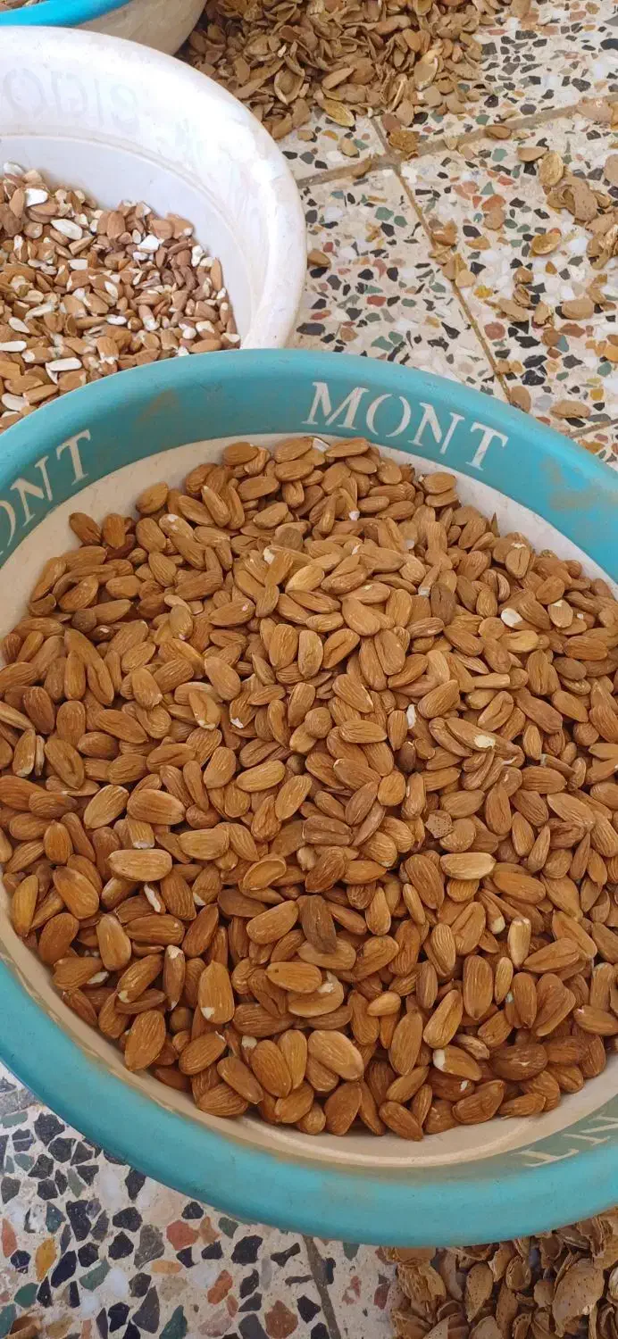 خریداربادام بصورت نقدی به بالاترین قیمت روز|خدمات باغبانی و درختکاری|ارزوئیه, |دیوار