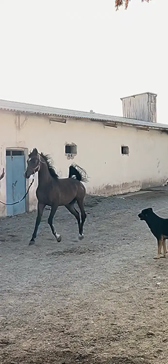 اسب دوسر|اسب و تجهیزات اسبسواری|فردیس, شهرک ارم|دیوار