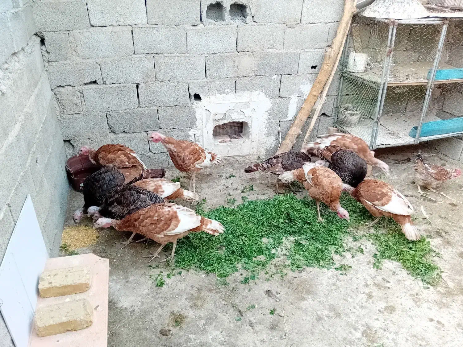 ۱۲عددبوقلمون برنزوبوربون.ملارد|حیوانات مزرعه|کرج, استاندارد|دیوار