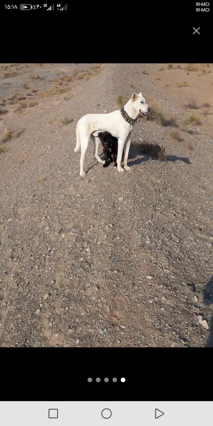 کوچوک 7ماه بسیارزیبا|سگ|تربتحیدریه, پائین ولایت|دیوار