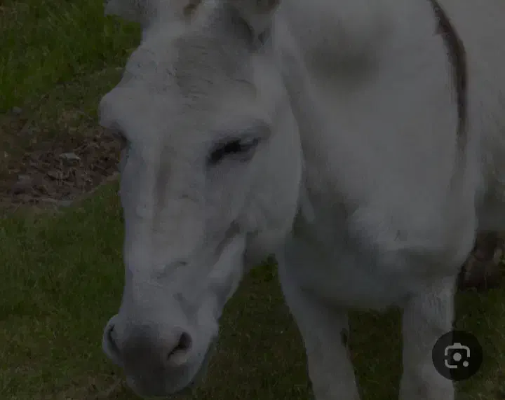 یک راس الاغ ماده سرحال فروشی|حیوانات مزرعه|زند, |دیوار