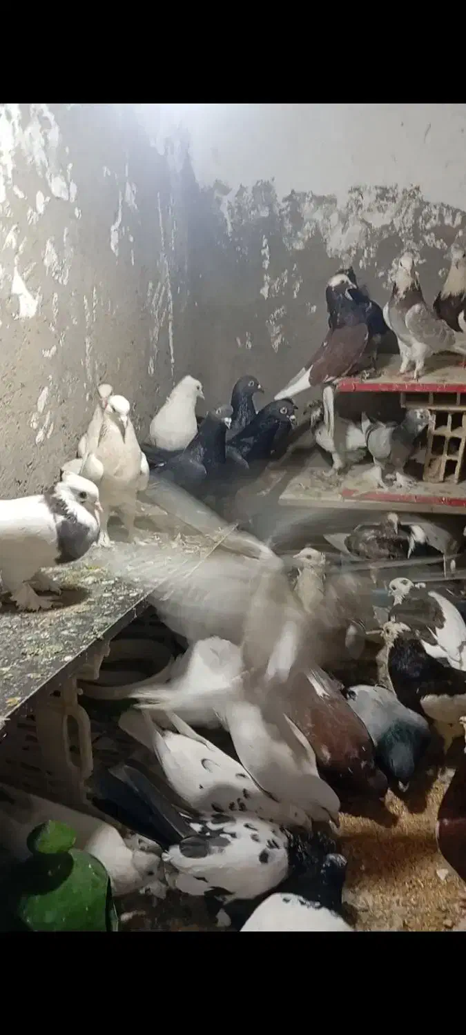 40 تا گرفتنی کفتر جا|پرنده|قم, شاه ابراهیم|دیوار