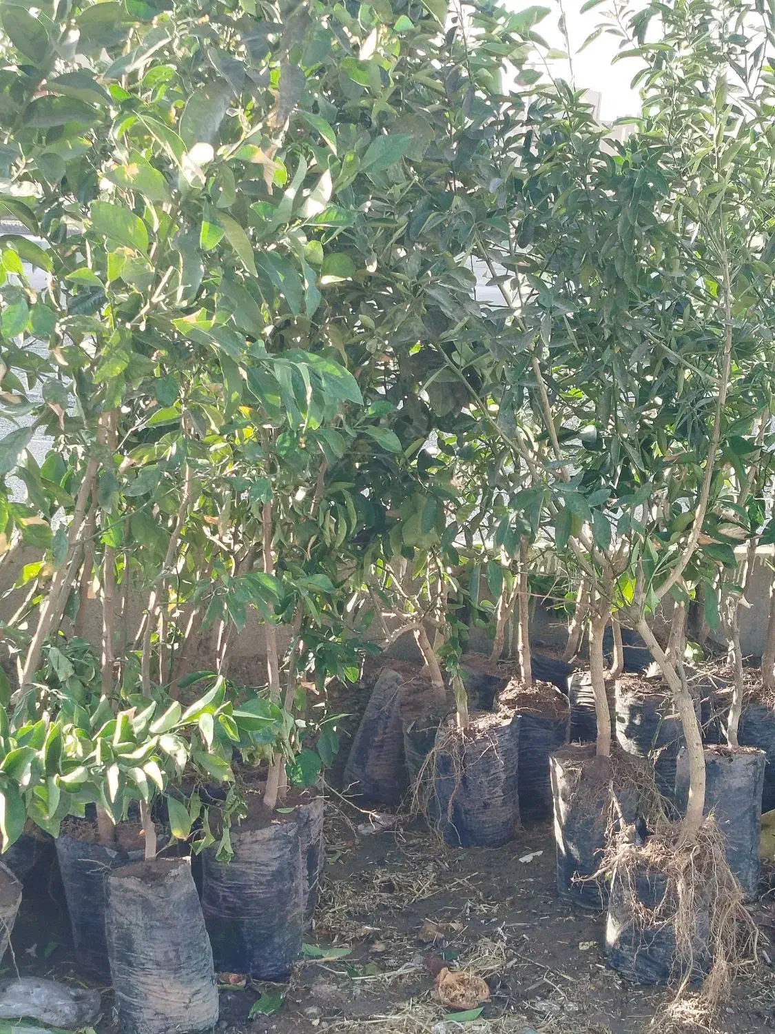 نهال مرکبات جنوب|عمدهفروشی|میبد, |دیوار