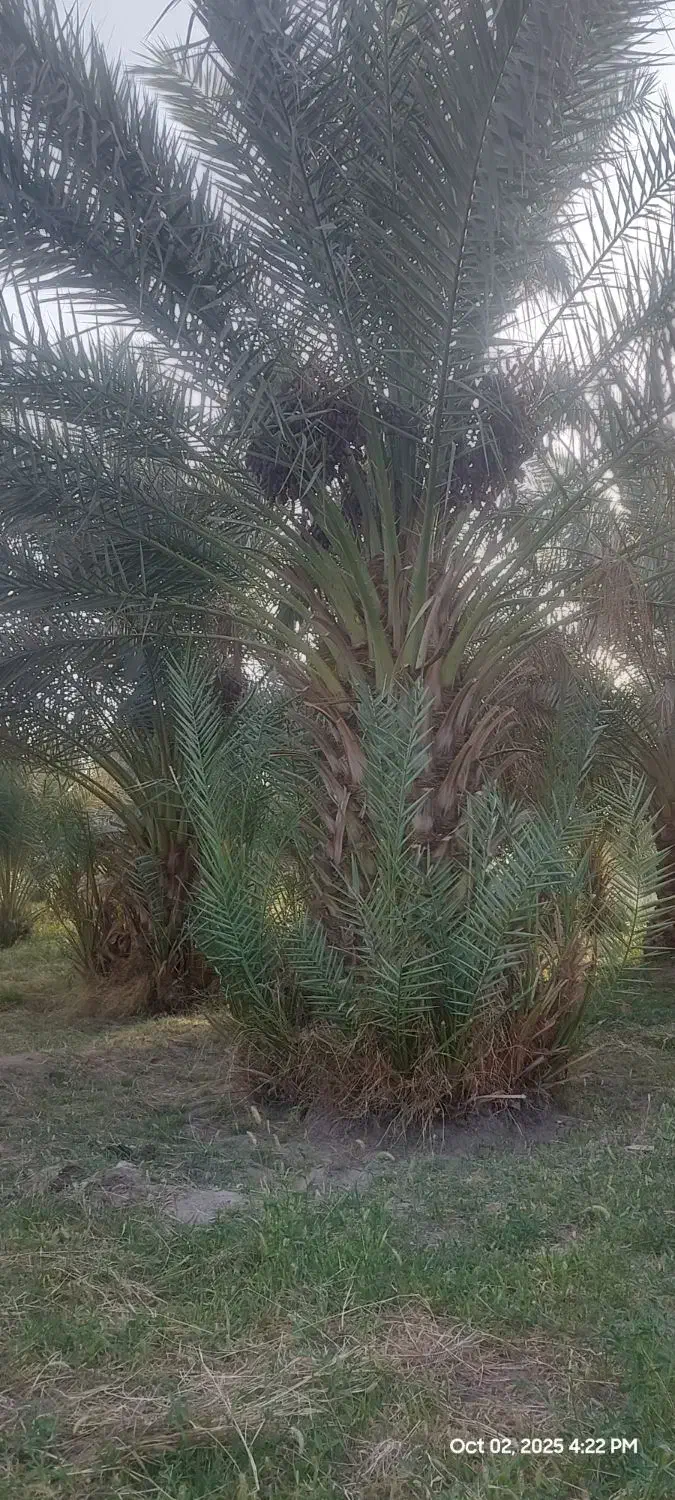 پاجوش نخل پیارم|گل و گیاه طبیعی|بم, |دیوار