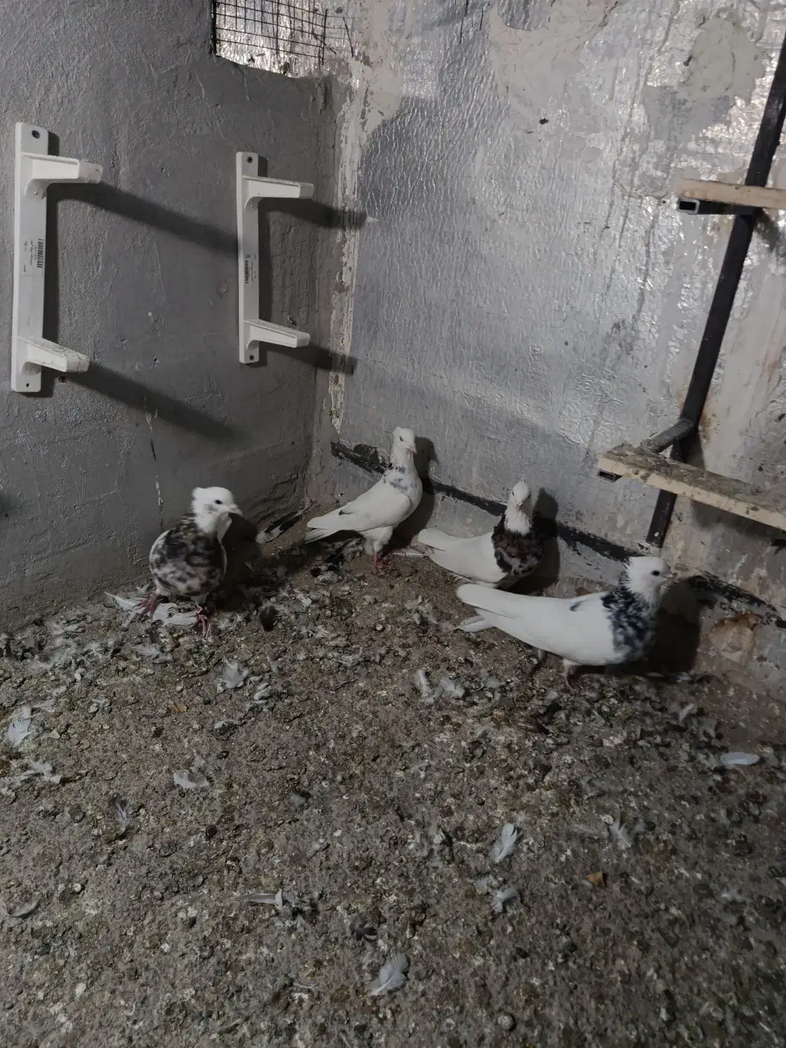 کبوتر طوقی|پرنده|پرند, فاز ۳|دیوار