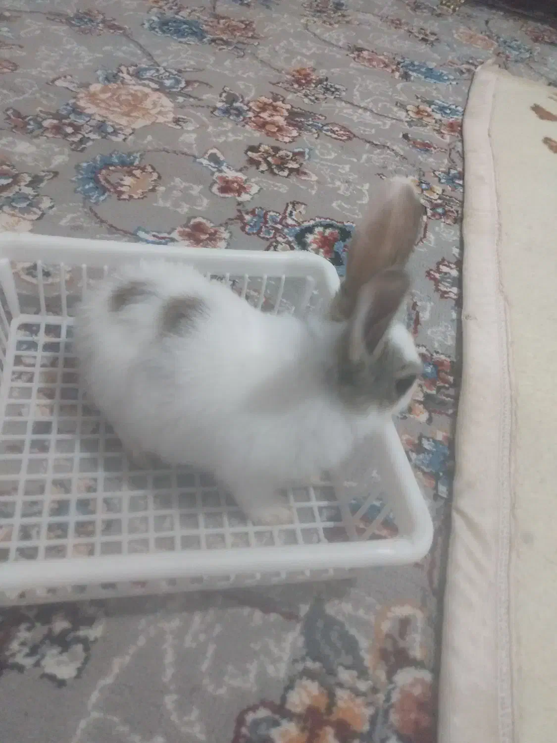 خرگوش سفید خیلی ناز|موش و خرگوش|یاسوج, |دیوار