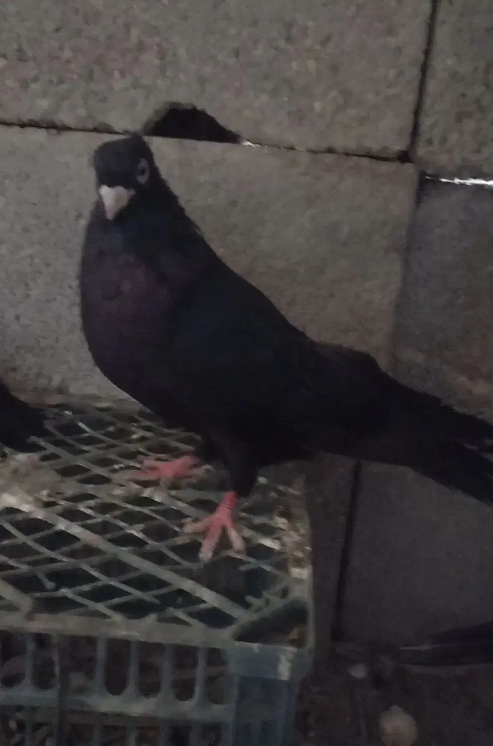 دو جفت زاغ آبادانی|پرنده|خورموج, |دیوار