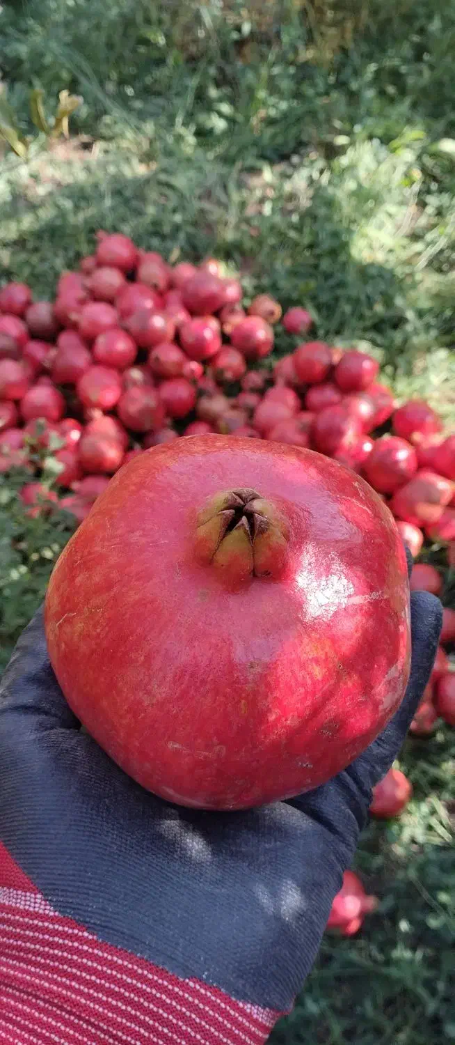 انار خوب ولی ارزون|خوردنی و آشامیدنی|کویرات, |دیوار