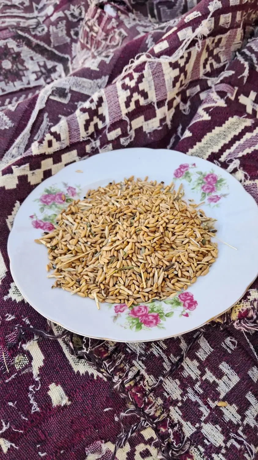 گندم دیم|عمدهفروشی|نهاوند, |دیوار