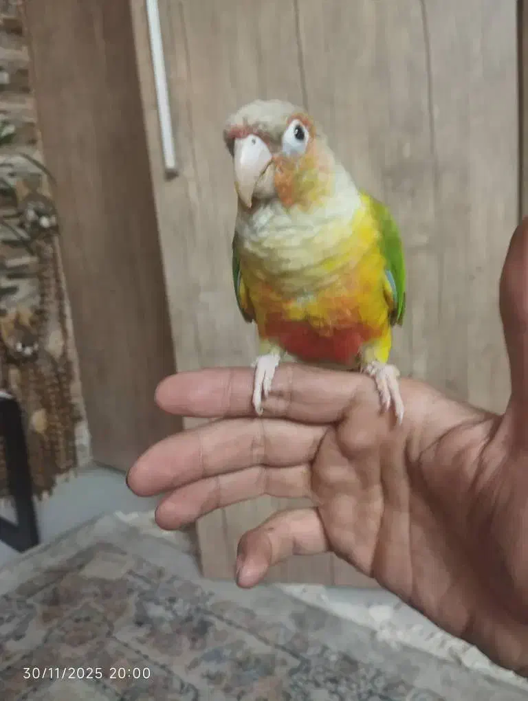 طوطی گیرینچیک|پرنده|تهران, مینای شمالی (مخبر)|دیوار