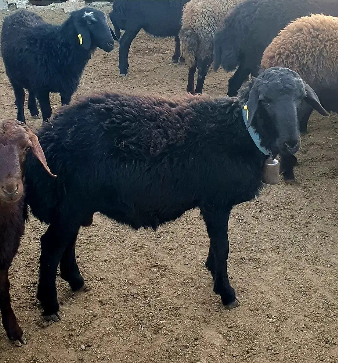 بره قوچ هترو ۱۰ ماهه. کار بلد|حیوانات مزرعه|کرانی, |دیوار