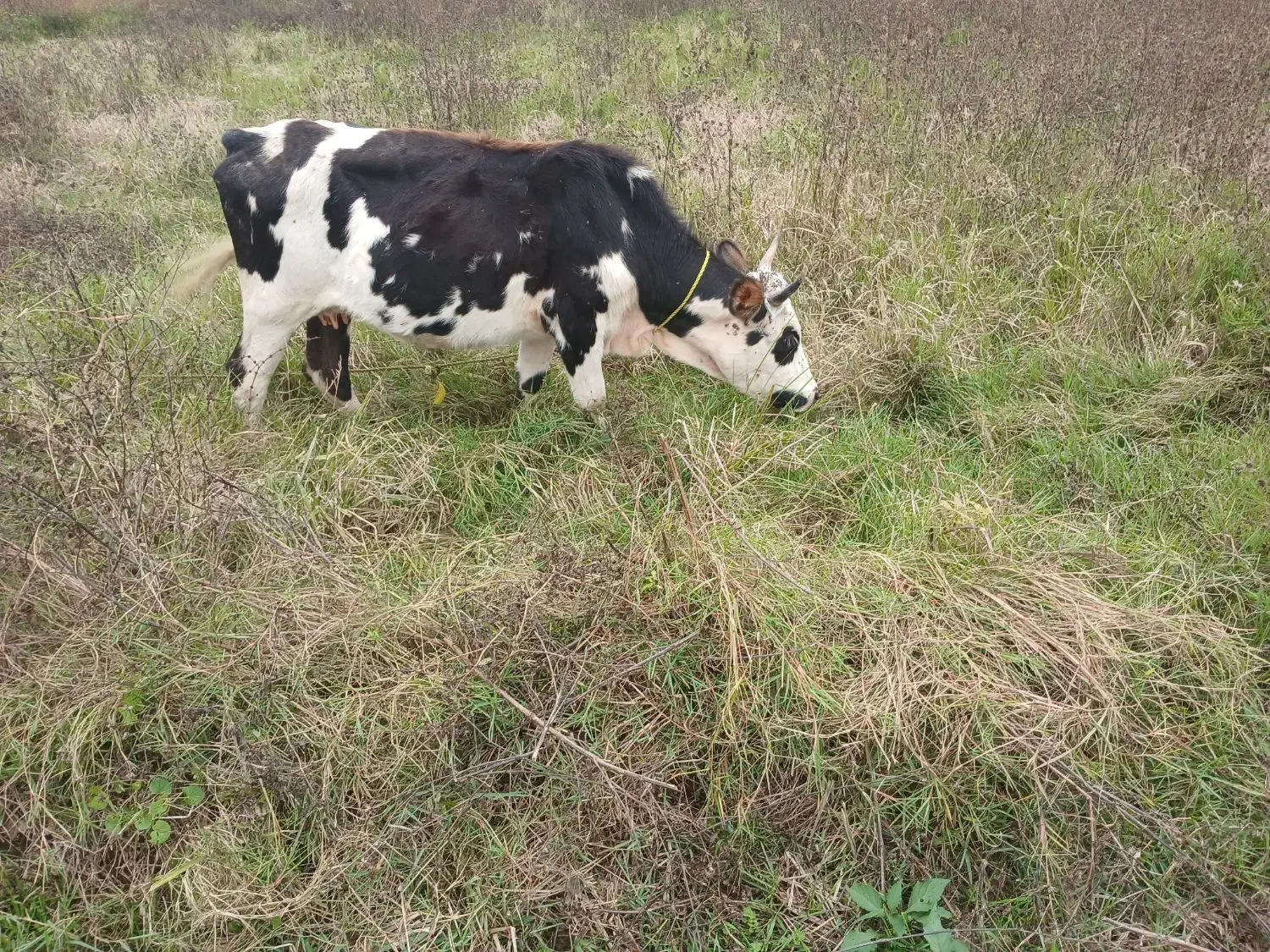 چالوسی گاو با لیشه سیمینتال|حیوانات مزرعه|صومعه‌سرا, |دیوار