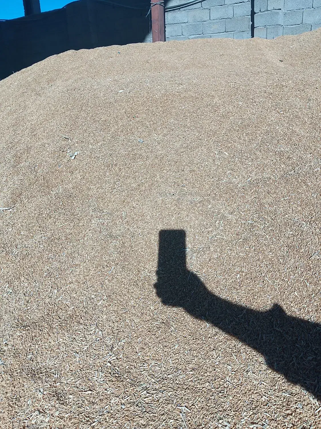 گندم خام و بوجاری شده|عمدهفروشی|تکاب, |دیوار